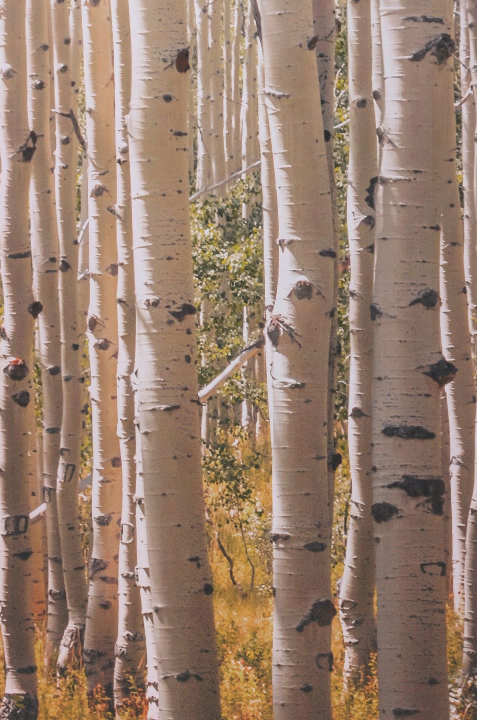  Forest Grey Tones