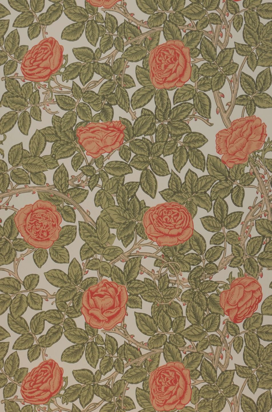  Rambling Rose Coral Red