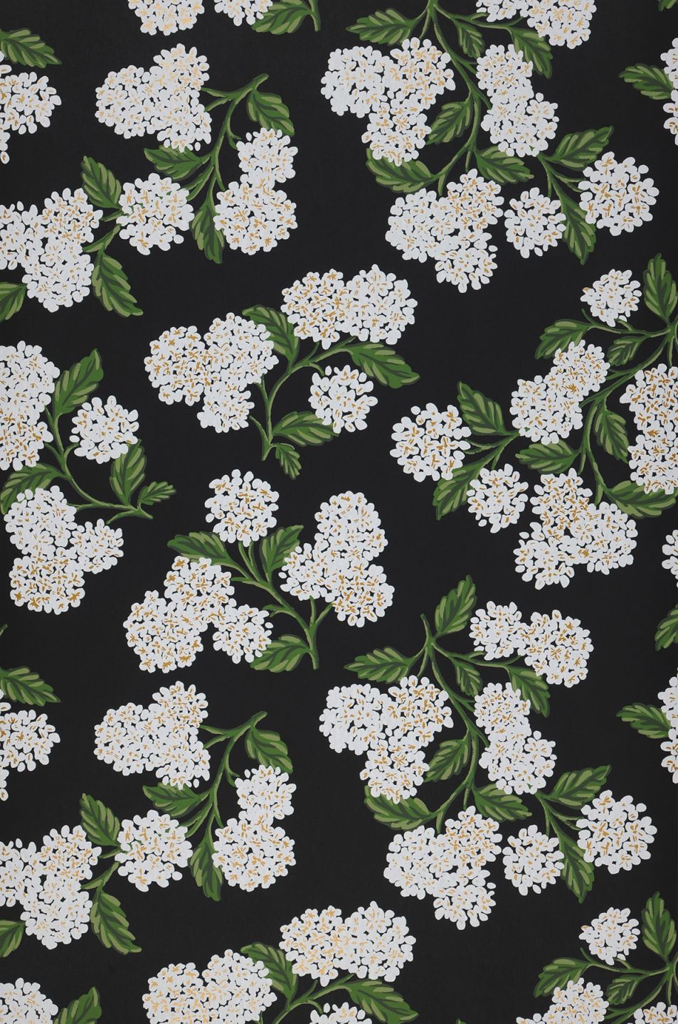  Hydrangea Black