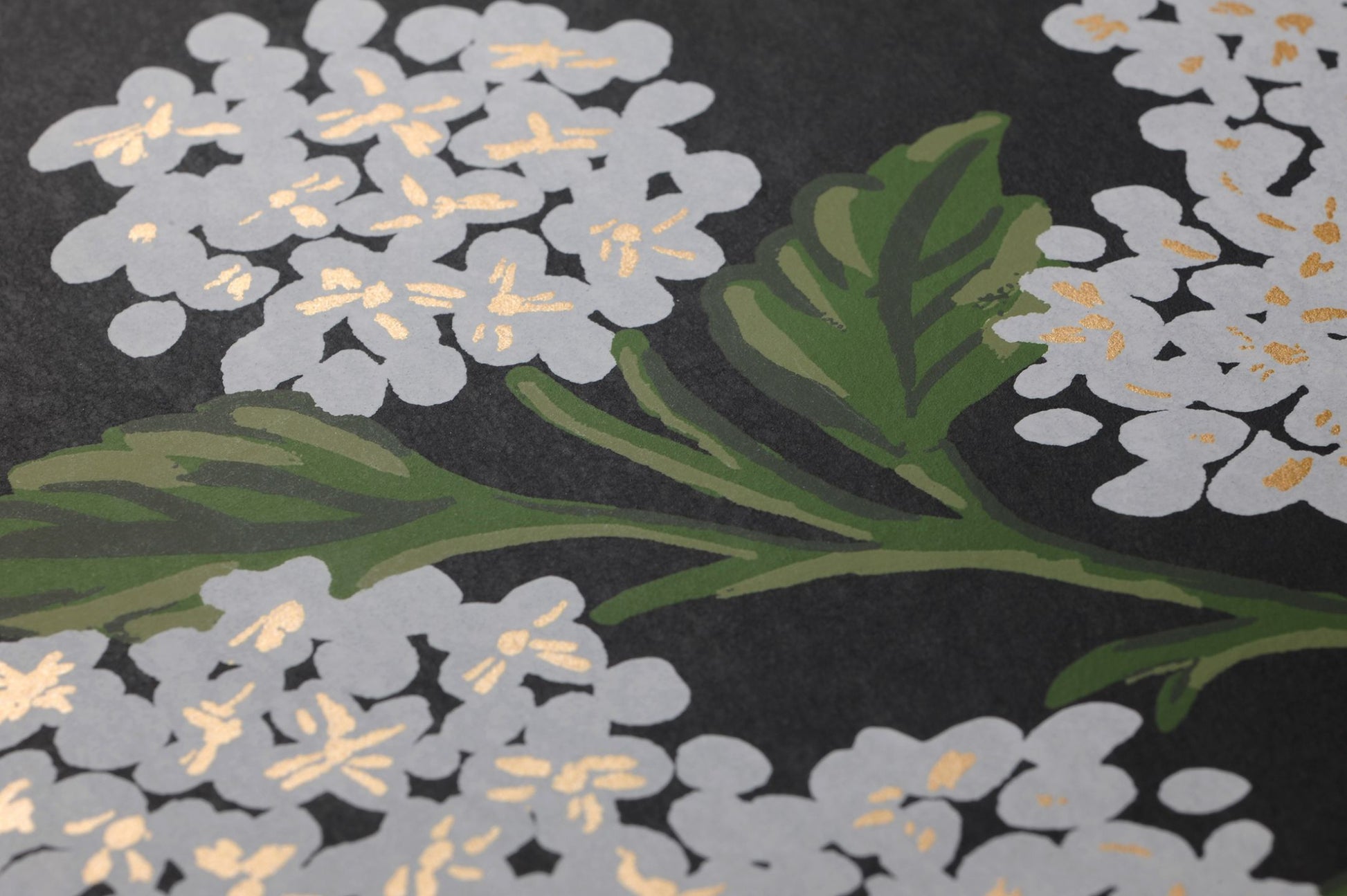  Hydrangea Black