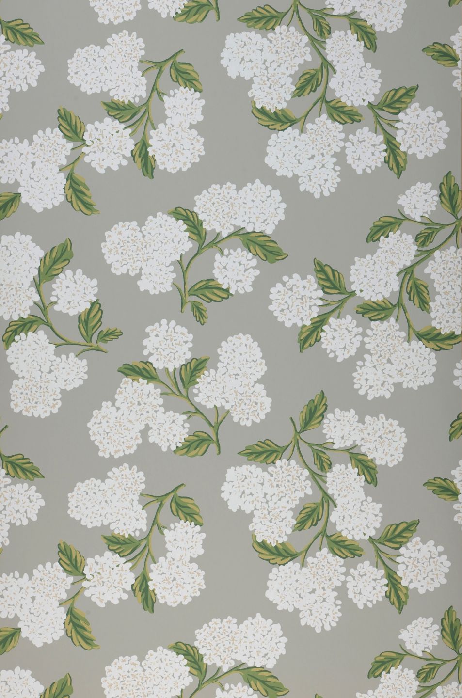  Hydrangea Grey