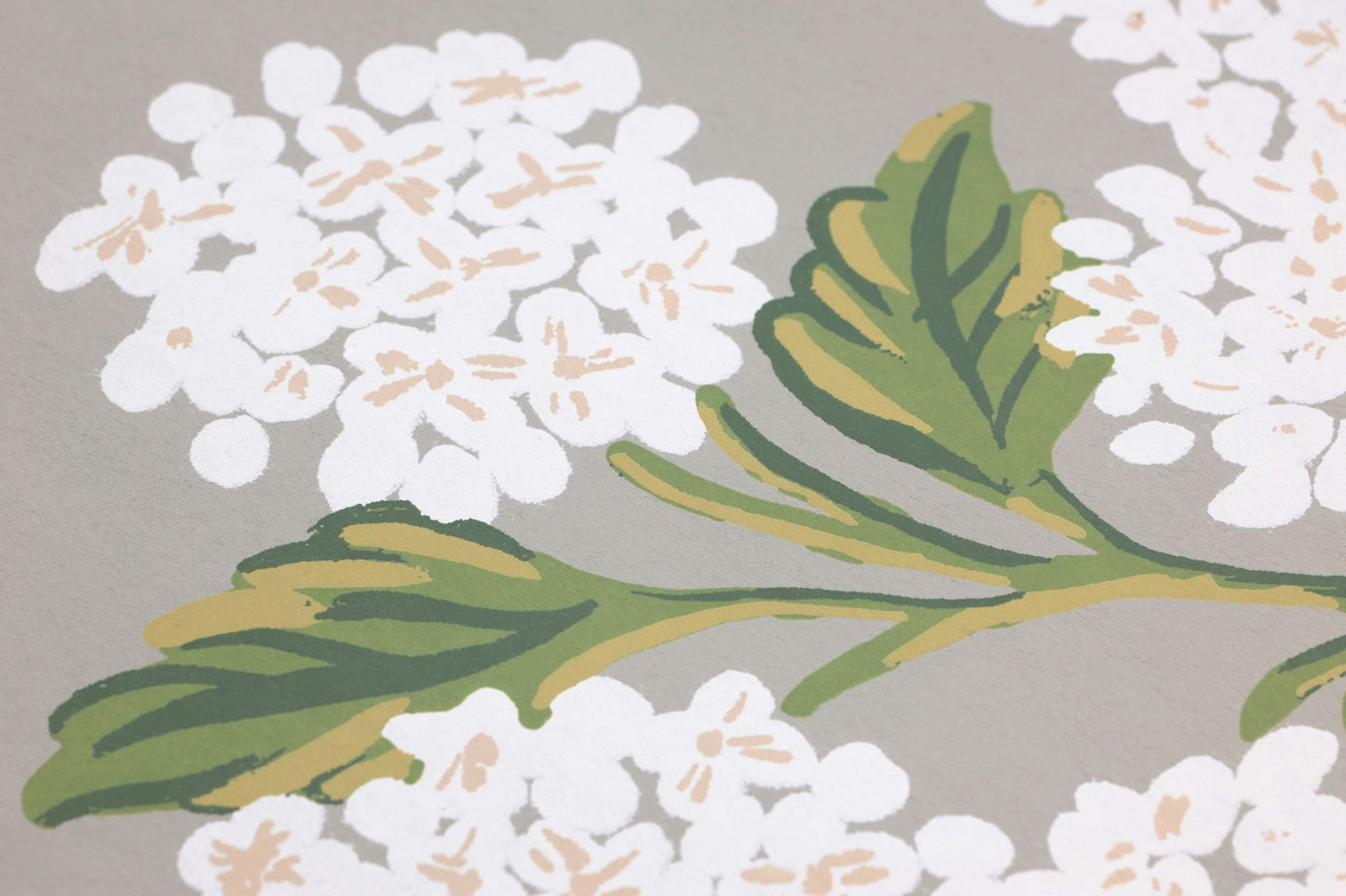 Hydrangea Grey