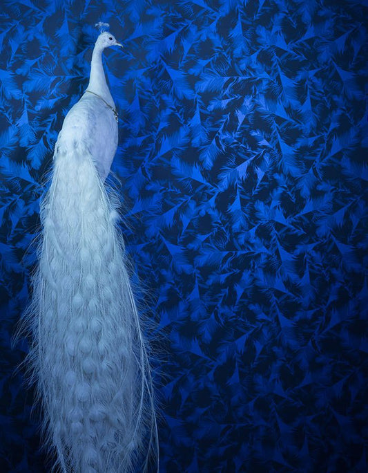  Featherlight Pearl Blue