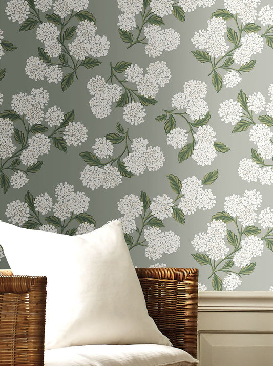  Hydrangea Grey