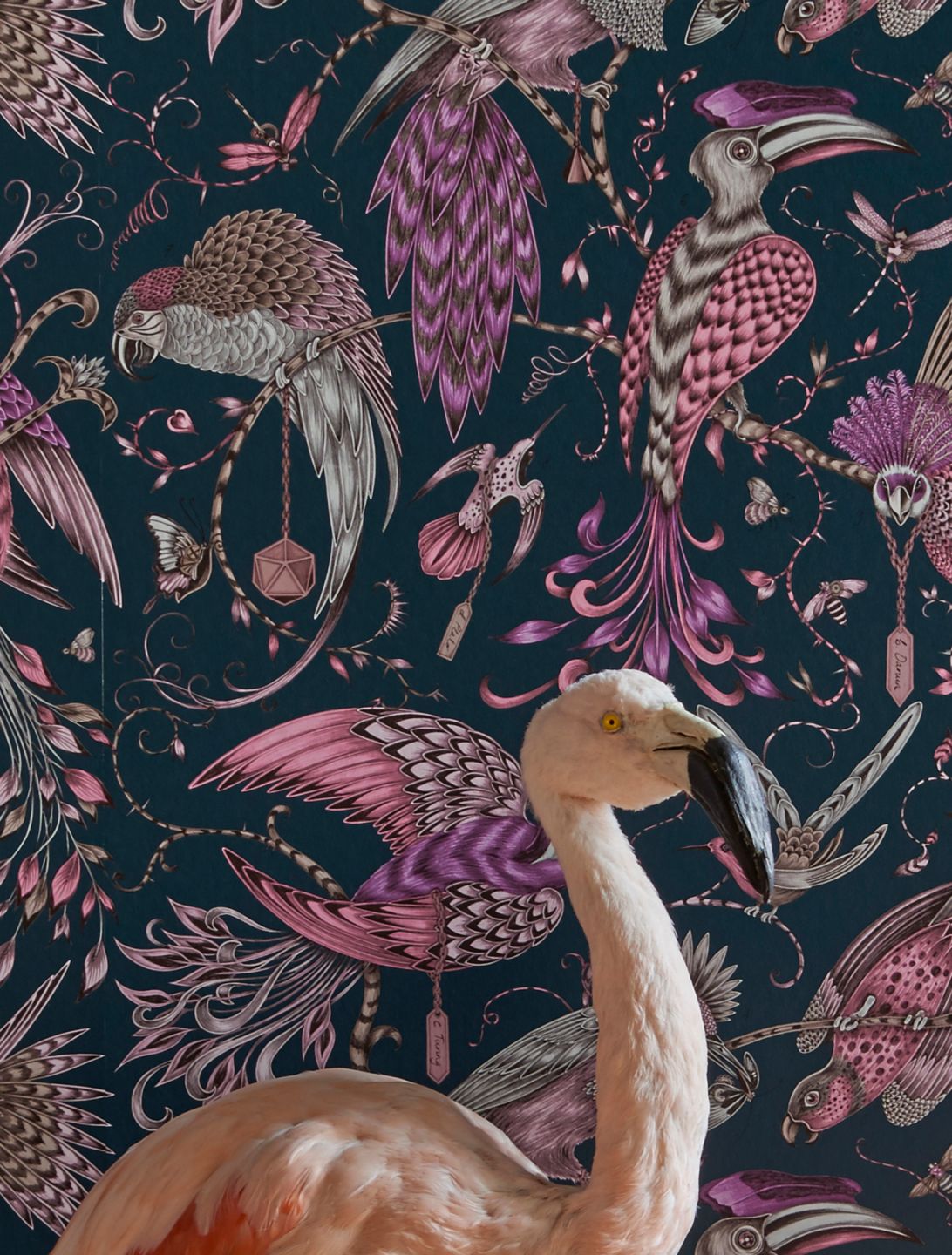  Audubon Violet