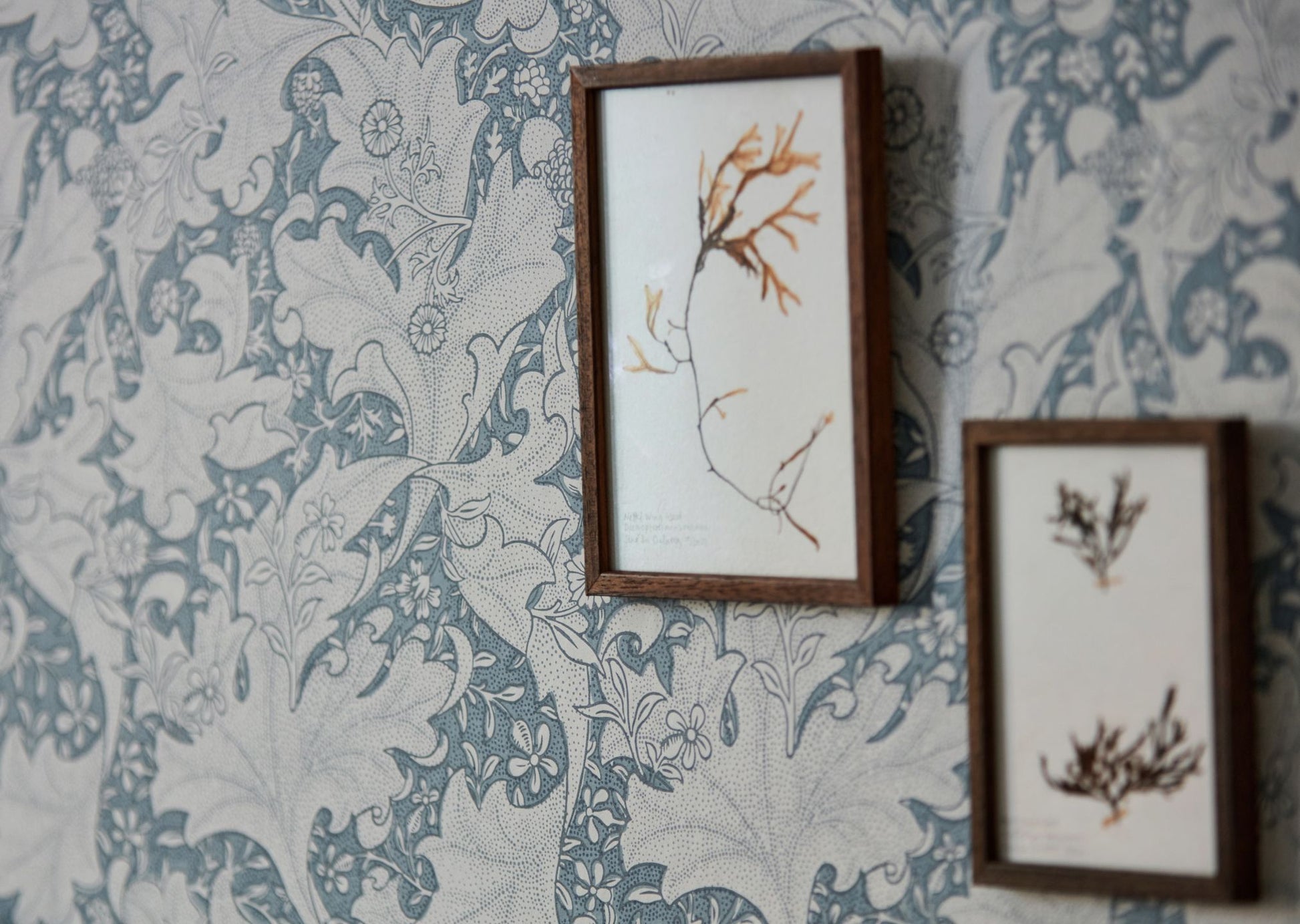  Wallflower Light Blue Grey